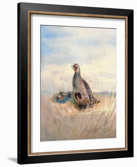 Two English Partridges, 1903-Archibald Thorburn-Framed Giclee Print