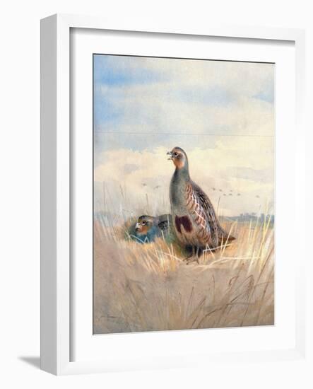Two English Partridges, 1903-Archibald Thorburn-Framed Giclee Print