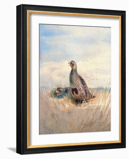 Two English Partridges, 1903-Archibald Thorburn-Framed Giclee Print