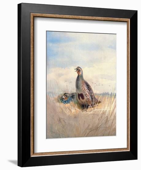 Two English Partridges, 1903-Archibald Thorburn-Framed Giclee Print