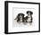 Two Entlebucher Mountain Dogs Lying Down-Petra Wegner-Framed Photographic Print