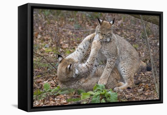 Two Eurasian lynx kittens, aged eight months, play fighting-Edwin Giesbers-Framed Premier Image Canvas