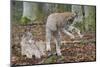 Two Eurasian lynx kittens, one lying down, the other playing-Edwin Giesbers-Mounted Photographic Print