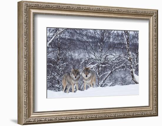 Two European Grey Wolves (Canis Lupus) In Woodland, Captive, Norway, February-Edwin Giesbers-Framed Photographic Print