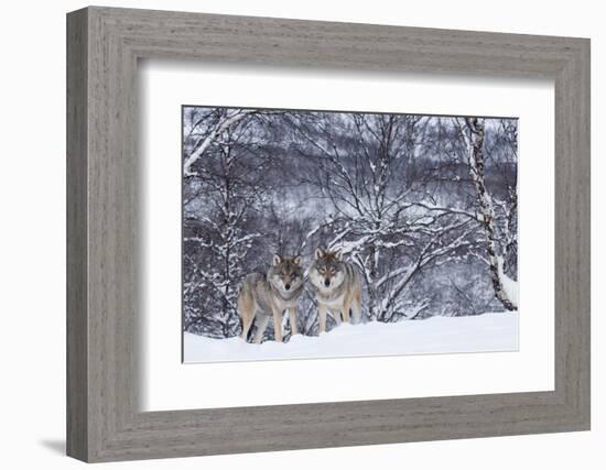 Two European Grey Wolves (Canis Lupus) In Woodland, Captive, Norway, February-Edwin Giesbers-Framed Photographic Print