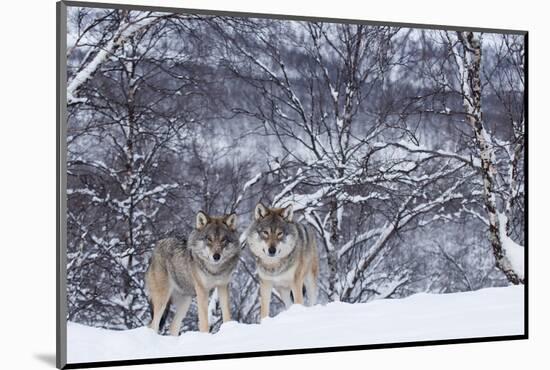 Two European Grey Wolves (Canis Lupus) In Woodland, Captive, Norway, February-Edwin Giesbers-Mounted Photographic Print