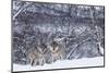 Two European Grey Wolves (Canis Lupus) In Woodland, Captive, Norway, February-Edwin Giesbers-Mounted Photographic Print