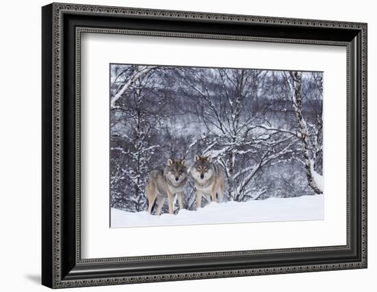 Two European Grey Wolves (Canis Lupus) In Woodland, Captive, Norway, February-Edwin Giesbers-Framed Photographic Print