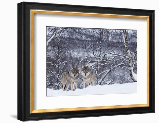 Two European Grey Wolves (Canis Lupus) In Woodland, Captive, Norway, February-Edwin Giesbers-Framed Photographic Print