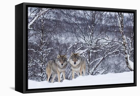 Two European Grey Wolves (Canis Lupus) In Woodland, Captive, Norway, February-Edwin Giesbers-Framed Premier Image Canvas