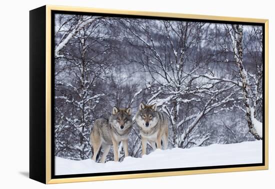 Two European Grey Wolves (Canis Lupus) In Woodland, Captive, Norway, February-Edwin Giesbers-Framed Premier Image Canvas