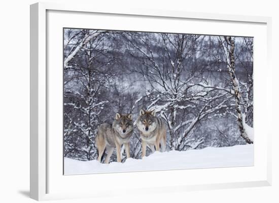 Two European Grey Wolves (Canis Lupus) In Woodland, Captive, Norway, February-Edwin Giesbers-Framed Photographic Print