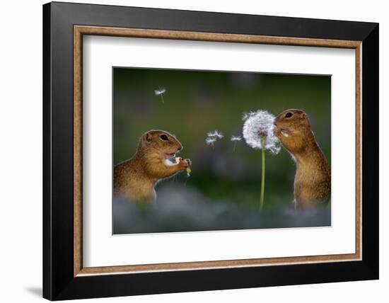 Two European ground squirrel, feeding on dandelion, Hungary-Bence Mate-Framed Photographic Print