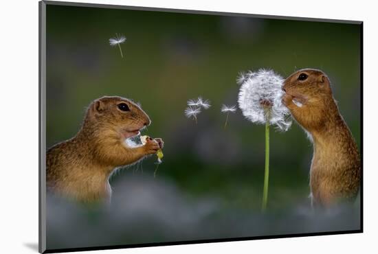 Two European ground squirrel, feeding on dandelion, Hungary-Bence Mate-Mounted Photographic Print