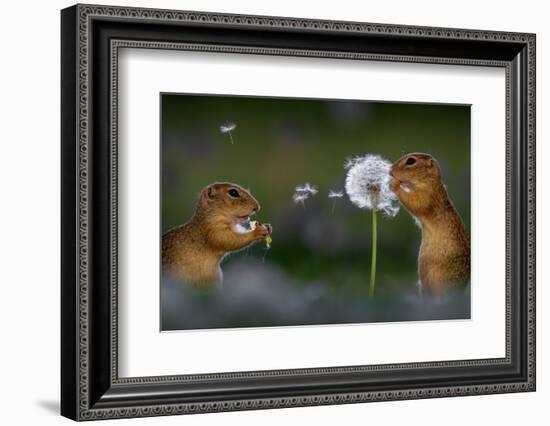 Two European ground squirrel, feeding on dandelion, Hungary-Bence Mate-Framed Photographic Print