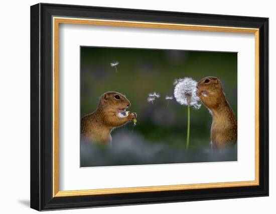 Two European ground squirrel, feeding on dandelion, Hungary-Bence Mate-Framed Photographic Print