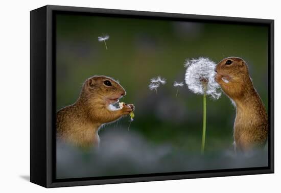 Two European ground squirrel, feeding on dandelion, Hungary-Bence Mate-Framed Premier Image Canvas