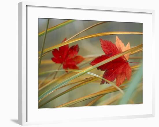 Two Fall Orange Fall Leaves Amid Yellow Reeds with Out of Focus Green Background-null-Framed Photographic Print