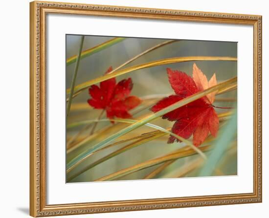 Two Fall Orange Fall Leaves Amid Yellow Reeds with Out of Focus Green Background-null-Framed Photographic Print