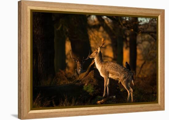 Two Fallow Deer, Cervus Elaphus, in London's Richmond Park-Alex Saberi-Framed Premier Image Canvas
