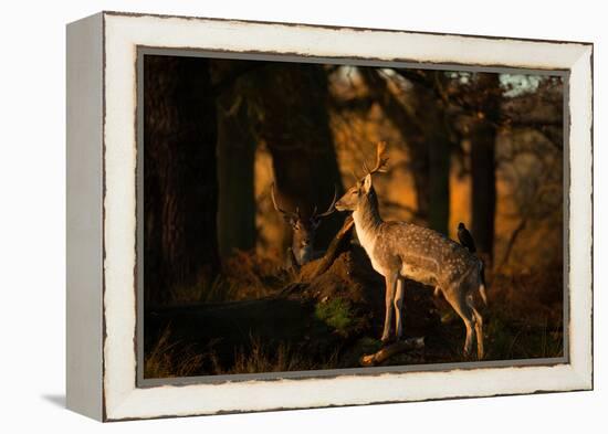 Two Fallow Deer, Cervus Elaphus, in London's Richmond Park-Alex Saberi-Framed Premier Image Canvas