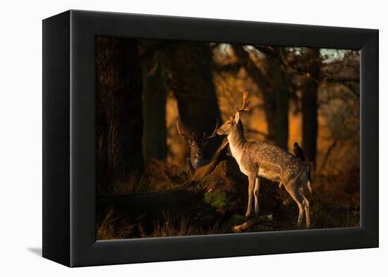 Two Fallow Deer, Cervus Elaphus, in London's Richmond Park-Alex Saberi-Framed Premier Image Canvas
