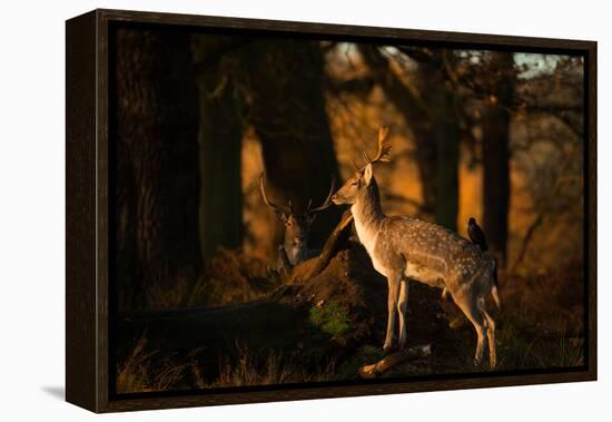 Two Fallow Deer, Cervus Elaphus, in London's Richmond Park-Alex Saberi-Framed Premier Image Canvas