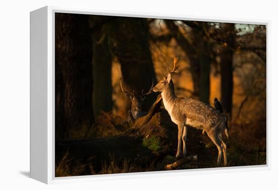 Two Fallow Deer, Cervus Elaphus, in London's Richmond Park-Alex Saberi-Framed Premier Image Canvas