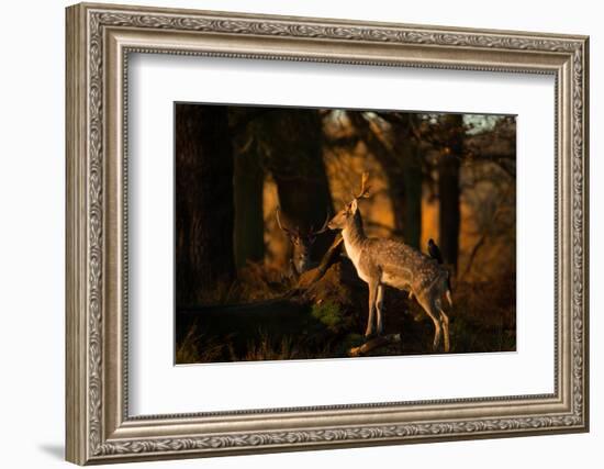 Two Fallow Deer, Cervus Elaphus, in London's Richmond Park-Alex Saberi-Framed Photographic Print