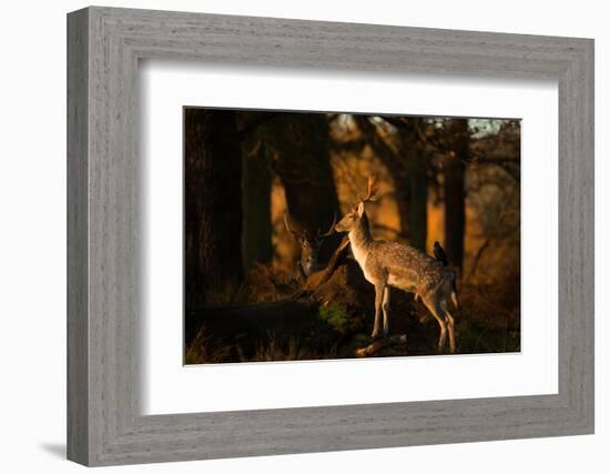 Two Fallow Deer, Cervus Elaphus, in London's Richmond Park-Alex Saberi-Framed Photographic Print