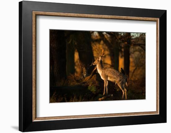 Two Fallow Deer, Cervus Elaphus, in London's Richmond Park-Alex Saberi-Framed Photographic Print