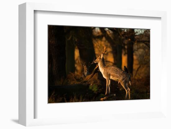 Two Fallow Deer, Cervus Elaphus, in London's Richmond Park-Alex Saberi-Framed Photographic Print