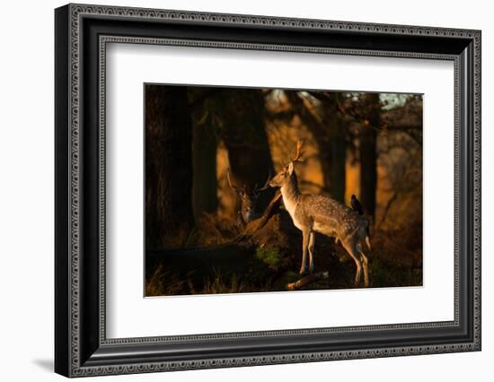 Two Fallow Deer, Cervus Elaphus, in London's Richmond Park-Alex Saberi-Framed Photographic Print