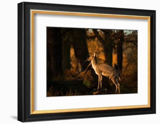 Two Fallow Deer, Cervus Elaphus, in London's Richmond Park-Alex Saberi-Framed Photographic Print