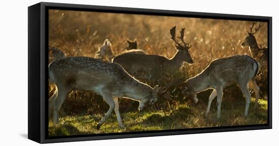 Two Fallow Deer, Dama Dama, Fighting in London's Richmond Park-Alex Saberi-Framed Premier Image Canvas