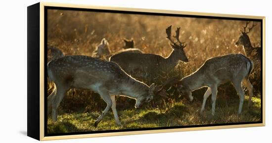Two Fallow Deer, Dama Dama, Fighting in London's Richmond Park-Alex Saberi-Framed Premier Image Canvas