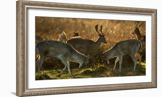 Two Fallow Deer, Dama Dama, Fighting in London's Richmond Park-Alex Saberi-Framed Photographic Print