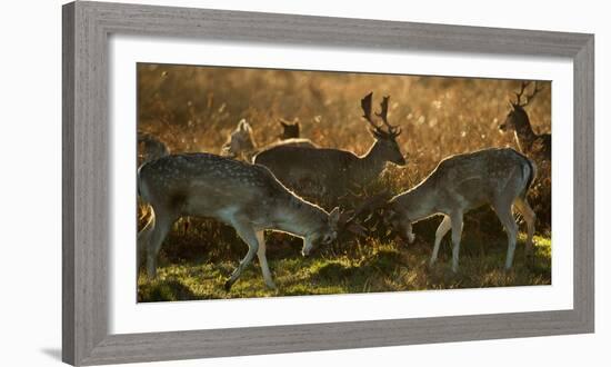 Two Fallow Deer, Dama Dama, Fighting in London's Richmond Park-Alex Saberi-Framed Photographic Print