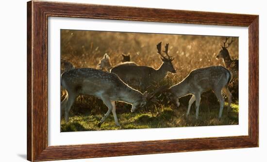 Two Fallow Deer, Dama Dama, Fighting in London's Richmond Park-Alex Saberi-Framed Photographic Print