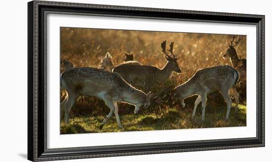 Two Fallow Deer, Dama Dama, Fighting in London's Richmond Park-Alex Saberi-Framed Photographic Print