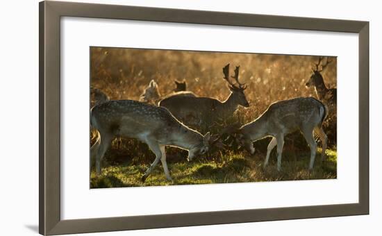 Two Fallow Deer, Dama Dama, Fighting in London's Richmond Park-Alex Saberi-Framed Photographic Print