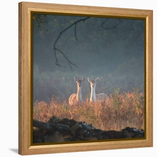 Two Fallow Deer Females, Dama Dama, in Early Morning Haze in Richmond Park-Alex Saberi-Framed Premier Image Canvas