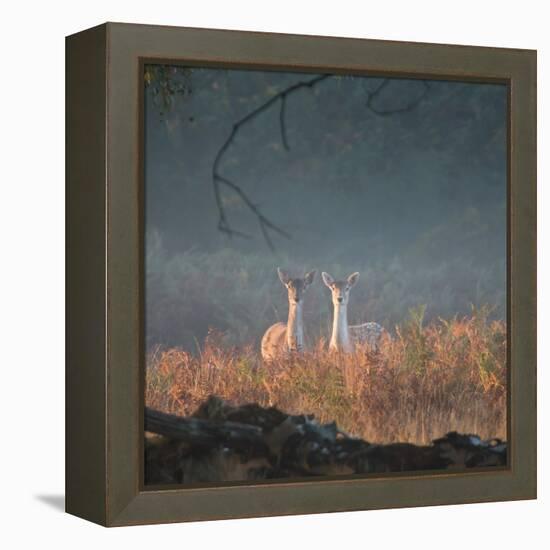 Two Fallow Deer Females, Dama Dama, in Early Morning Haze in Richmond Park-Alex Saberi-Framed Premier Image Canvas