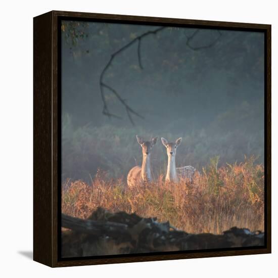 Two Fallow Deer Females, Dama Dama, in Early Morning Haze in Richmond Park-Alex Saberi-Framed Premier Image Canvas