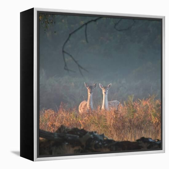 Two Fallow Deer Females, Dama Dama, in Early Morning Haze in Richmond Park-Alex Saberi-Framed Premier Image Canvas