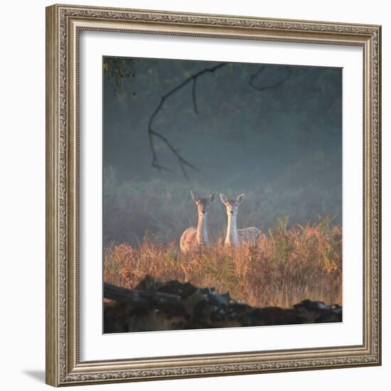 Two Fallow Deer Females, Dama Dama, in Early Morning Haze in Richmond Park-Alex Saberi-Framed Photographic Print