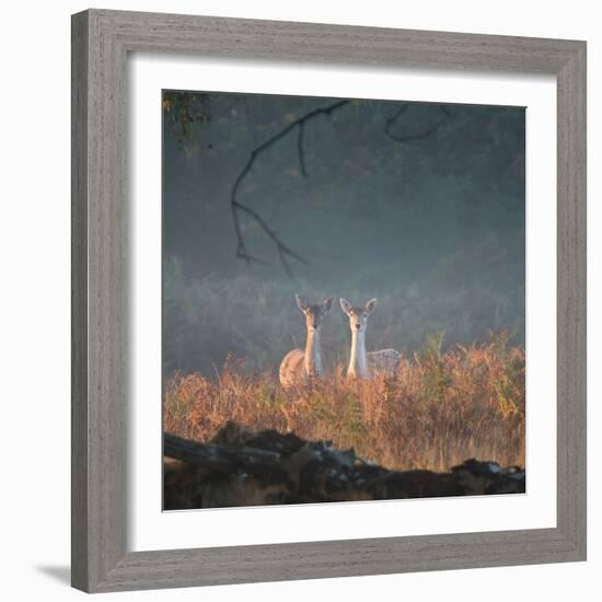 Two Fallow Deer Females, Dama Dama, in Early Morning Haze in Richmond Park-Alex Saberi-Framed Photographic Print