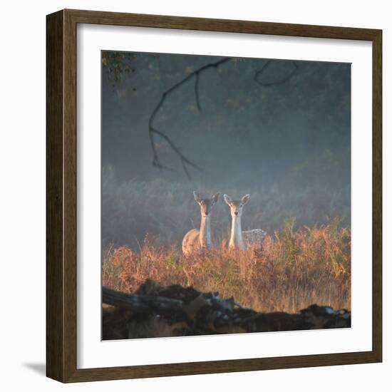 Two Fallow Deer Females, Dama Dama, in Early Morning Haze in Richmond Park-Alex Saberi-Framed Photographic Print