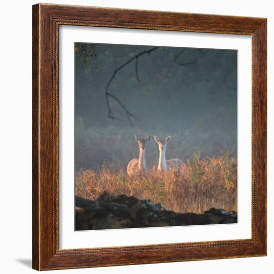 Two Fallow Deer Females, Dama Dama, in Early Morning Haze in Richmond Park-Alex Saberi-Framed Photographic Print