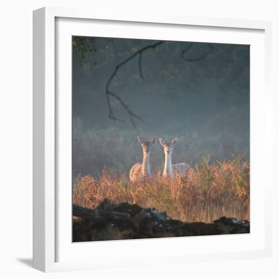 Two Fallow Deer Females, Dama Dama, in Early Morning Haze in Richmond Park-Alex Saberi-Framed Photographic Print